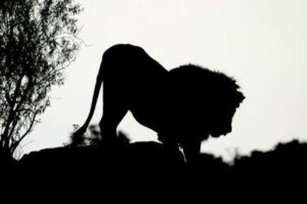 lion_by_moyafunnybunny.jpg